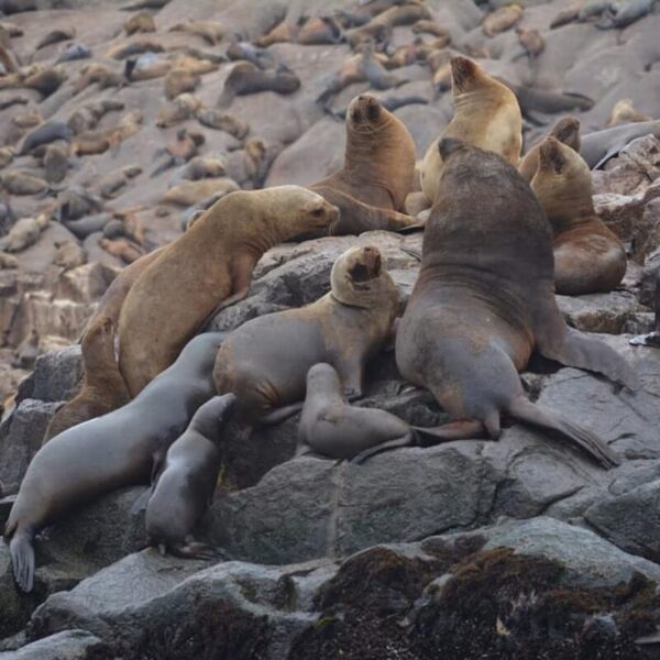 Isla Palomino: Nadando con lobos marinos - Image 3