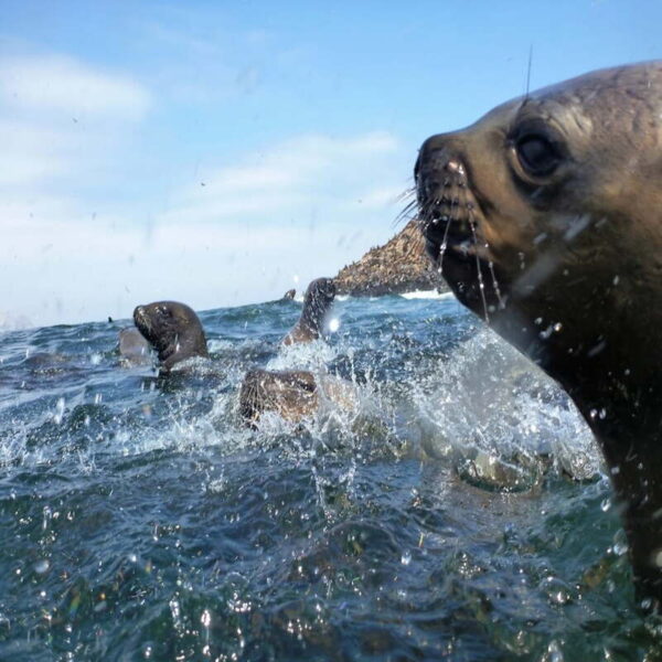 un lobo marino nadando sobre las aguas de lasIsla Palomino