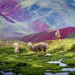 alpacas en un paisaje montañoso de la Cordillera Arcoíris de Palcoyo en Perú