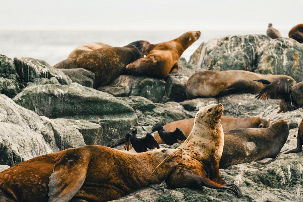 Grupo de lobos marinos de pelaje marrón descansando sobre formaciones rocosas oscuras en la Isla Palomino. En primer plano, dos lobos destacan sentados, mientras otros permanecen tumbados al sol y algunas aves marinas negras se observan entre ellos sobre las rocas.