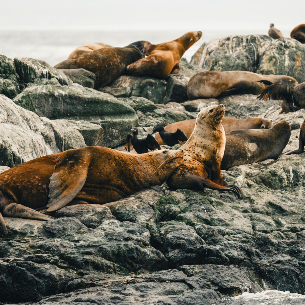 Grupo de lobos marinos de pelaje marrón descansando sobre formaciones rocosas oscuras en la Isla Palomino. En primer plano, dos lobos destacan sentados, mientras otros permanecen tumbados al sol y algunas aves marinas negras se observan entre ellos sobre las rocas.