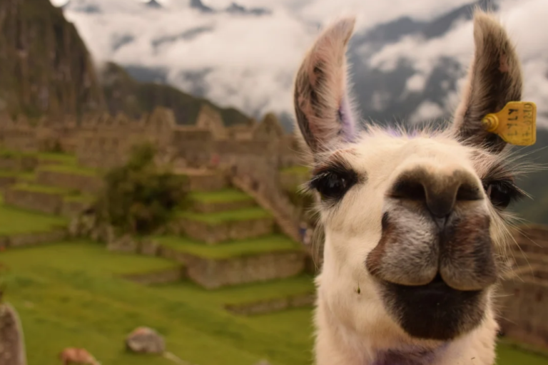 Una llama curiosa se asoma en primer plano con un fondo desenfocado que muestra la arquitectura incaica de Machu Picchu y montañas andinas cubiertas de neblina
