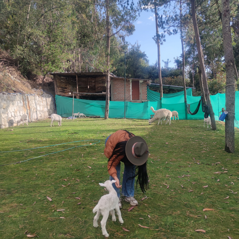 Persona alimentando a una alpaca bebé en la granja de Sacha Wasi