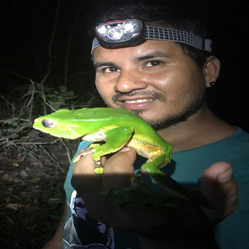 Un guía turístico local sonríe a la cámara por la noche mientras lleva una linterna de cabeza encendida. En su mano sostiene con cuidado una rana mono grande y de color verde brillante (Phyllomedusa bicolor), mostrando la fauna silvestre en una excursión nocturna por la Amazonía